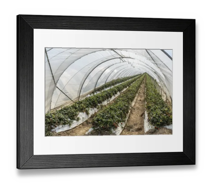 Framed Print : Rows of strawberry plants in tunnel cultivation