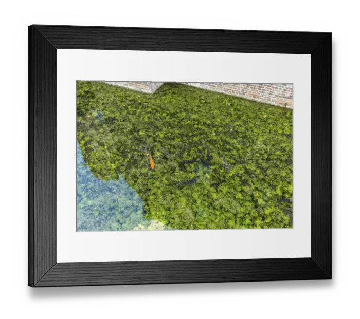 Framed Print : Koi and fish in Paffendorf Castle moat Framed Print : Koi and fish in Paffendorf Castle moat