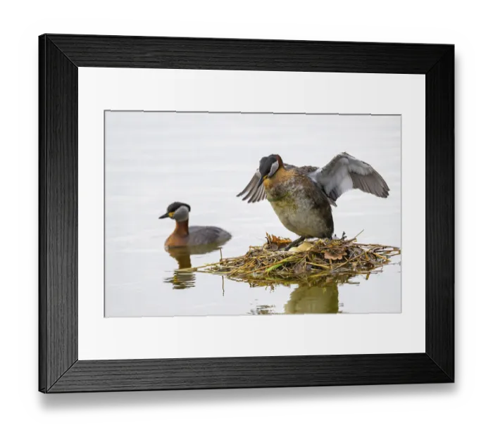 Framed Print : Red-necked Grebe (Podiceps grisegena) spreads its wings on its nest while another swims in the water