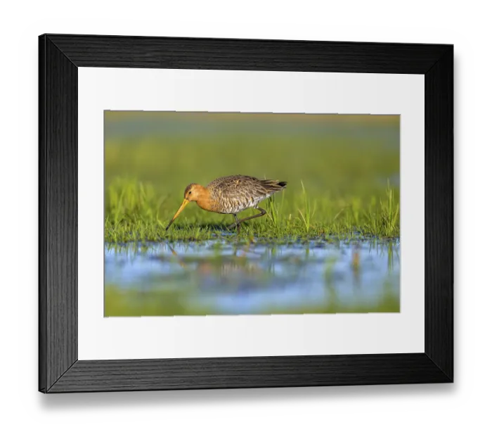 Framed Print : Black-tailed godwit (Limosa limosa) looking for food in wet grass