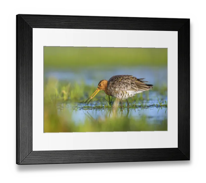 Framed Print : Black-tailed godwit (Limosa limosa) searching for food in the water with its beak in a meadow