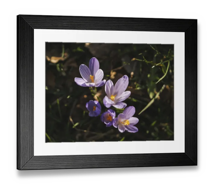 Framed Print : Several purple crocus flowers rise in the spring grass