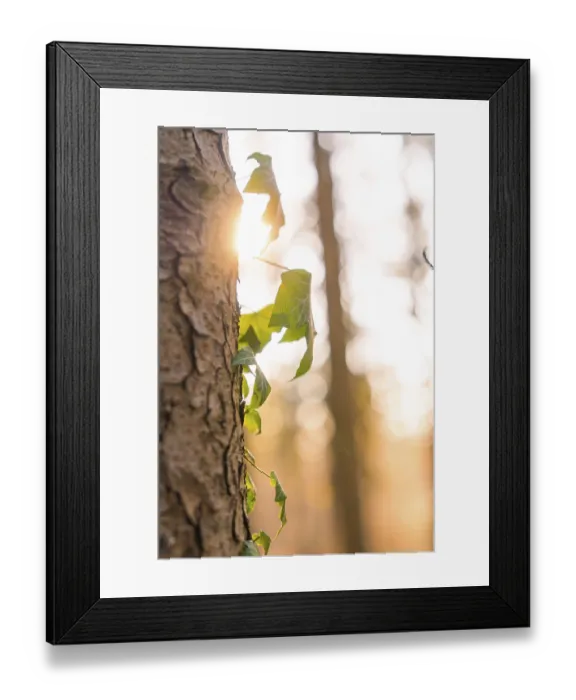 Framed Print : Close-up of a tree trunk with ivy in the sunlight and blurred forest background Framed Print : Close-up of a tree trunk with ivy in the sunlight and blurred forest background