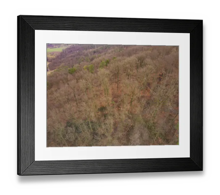 Framed Print : Dense forest with bare branches Framed Print : Dense forest with bare branches
