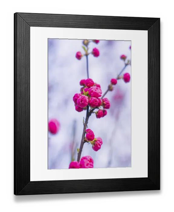 Framed Print : Pink cherry blossoms against a clear blue sky