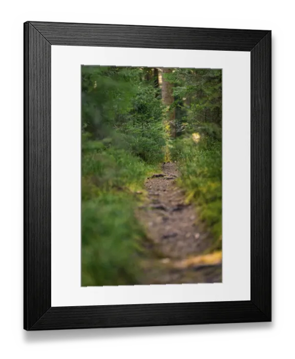 Framed Print : Path in the forest with lush greenery that offers a quiet and relaxing environment