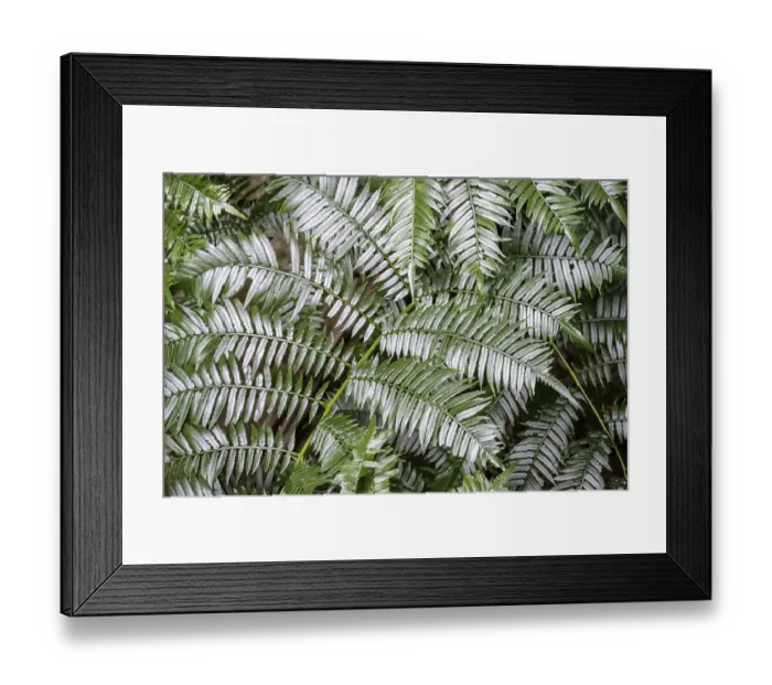 Framed Print : Fern leaf, dense forest, Graskop Gorge or Graskopkloof Framed Print : Fern leaf, dense forest, Graskop Gorge or Graskopkloof