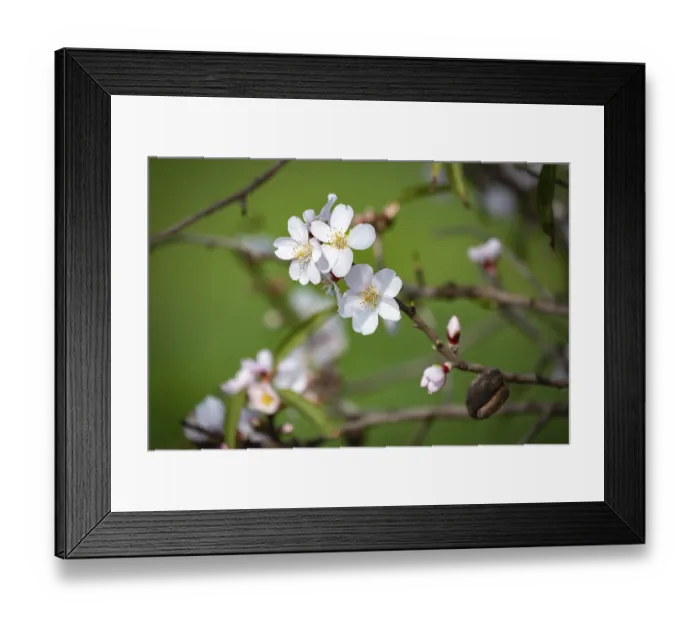Framed Print : Almond blossoms, blossoming almond tree