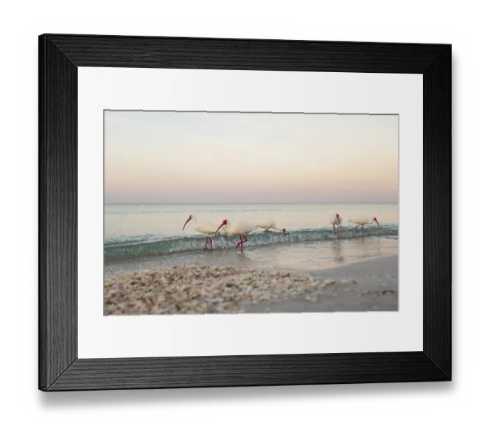 Framed Print : White ibises (Eudocimus albus) walking along the shoreline of the Gulf of Mexico during a calm sunset on Lido Key Framed Print : White ibises (Eudocimus albus) walking along the shoreline of the Gulf of Mexico during a calm sunset on Lido Key