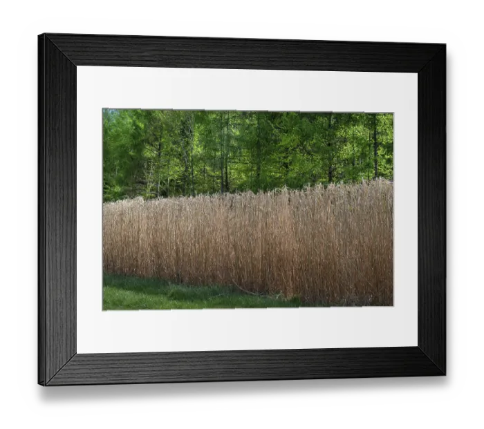 Framed Print : Reed cultivation (Miscanthus), Franconia