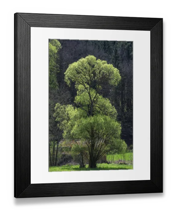 Framed Print : May green willow (Salix) in a valley Framed Print : May green willow (Salix) in a valley