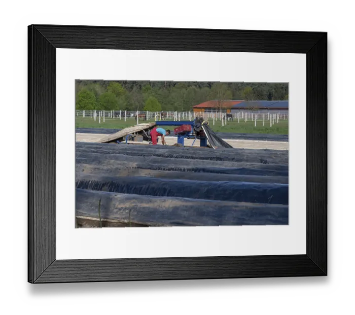 Framed Print : Asparagus harvest with film lifter