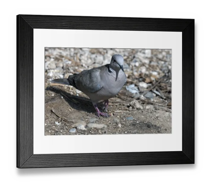 Framed Print : Eurasian collared dove (Streptopelia decaocto)