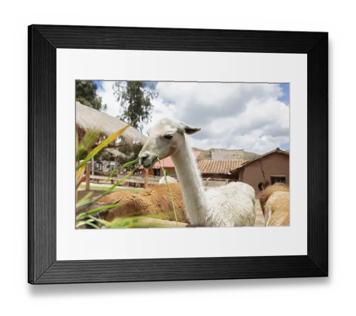Framed Print : Alpaca and Llama Farm, near Cusco, Peru