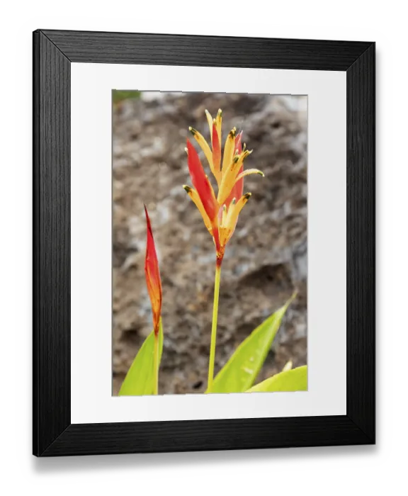 Framed Print : Bird of paradise flowers (Heliconia psittacorum)