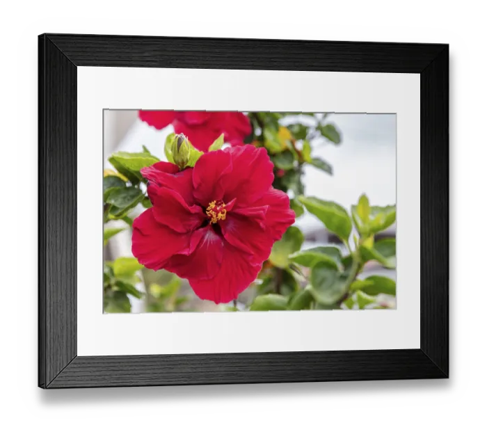 Framed Print : Hibiscus fragilis (Creole: mandrinette)