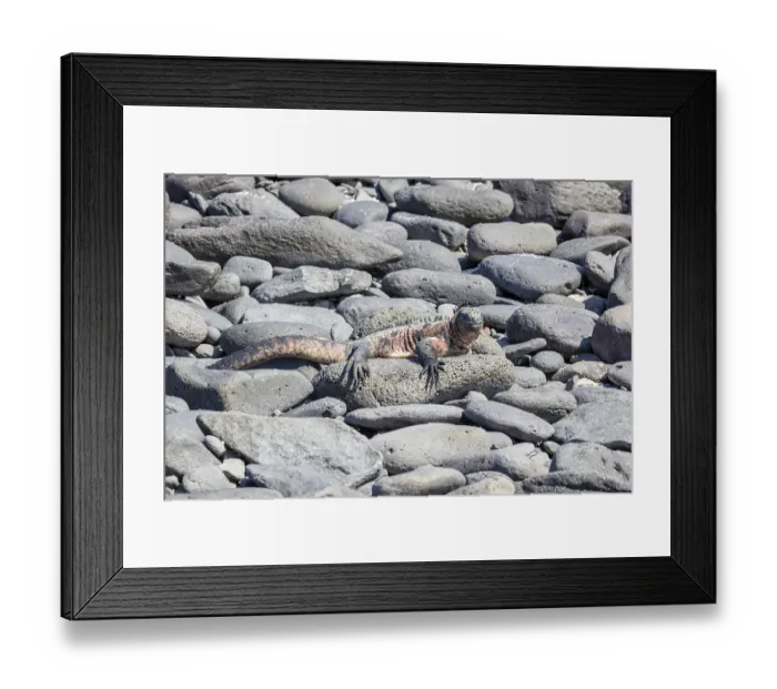 Framed Print : Marine lizard (Amblyrhynchus scalloped ribbonfish)
