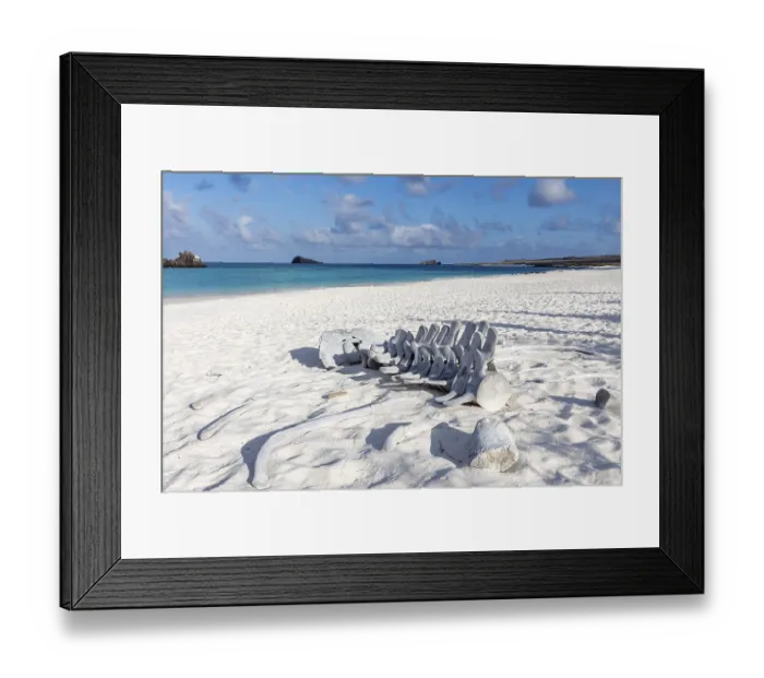 Framed Print : Whale skeleton, Gardner Bay beach Framed Print : Whale skeleton, Gardner Bay beach