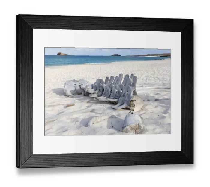 Framed Print : Whale skeleton, Gardner Bay beach