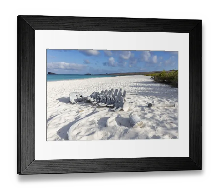 Framed Print : Whale skeleton, Gardner Bay beach