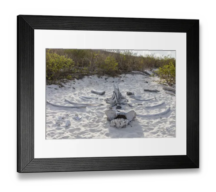 Framed Print : Whale skeleton, Gardner Bay beach