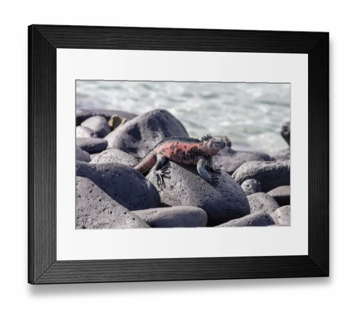 Framed Print : Marine lizard (Amblyrhynchus scalloped ribbonfish) Framed Print : Marine lizard (Amblyrhynchus scalloped ribbonfish)