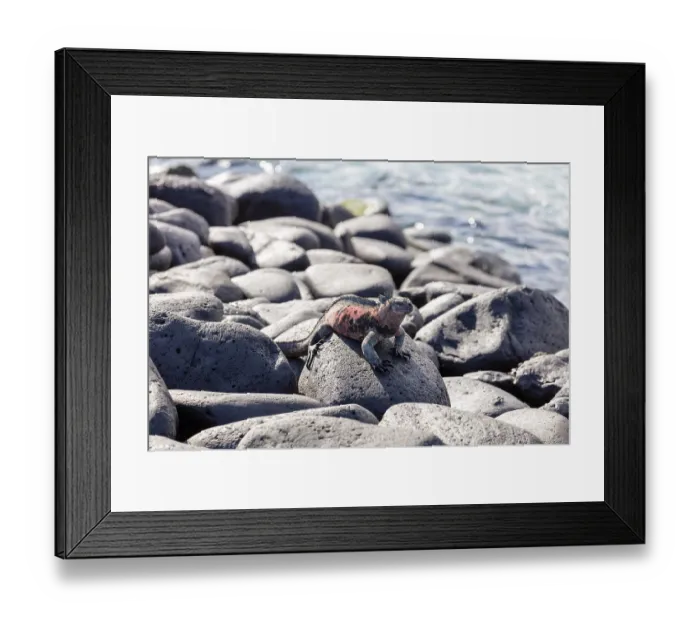 Framed Print : Marine lizard (Amblyrhynchus scalloped ribbonfish)
