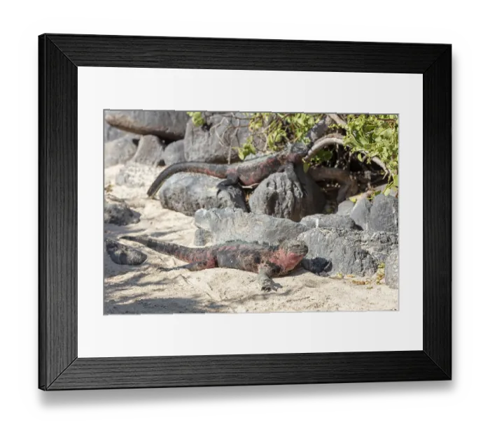 Framed Print : Marine lizard (Amblyrhynchus scalloped ribbonfish) Framed Print : Marine lizard (Amblyrhynchus scalloped ribbonfish)