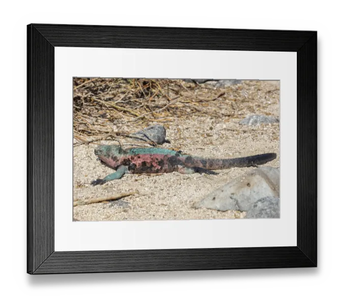 Framed Print : Marine lizard (Amblyrhynchus scalloped ribbonfish)