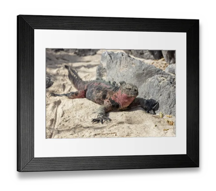Framed Print : Marine lizard (Amblyrhynchus scalloped ribbonfish) Framed Print : Marine lizard (Amblyrhynchus scalloped ribbonfish)