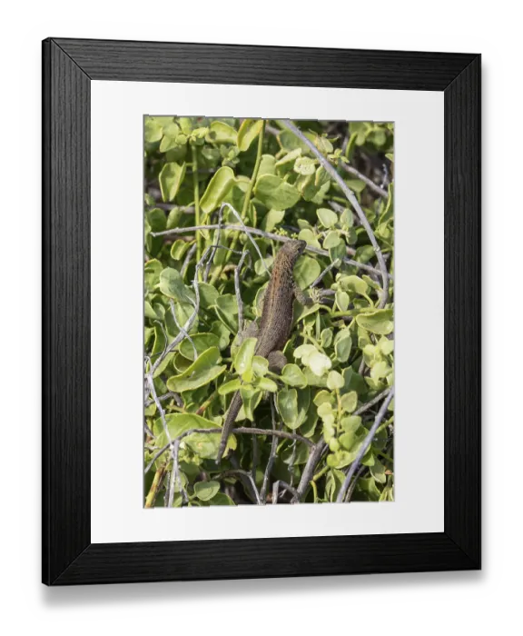 Framed Print : Marine lizard (Amblyrhynchus scalloped ribbonfish) Framed Print : Marine lizard (Amblyrhynchus scalloped ribbonfish)