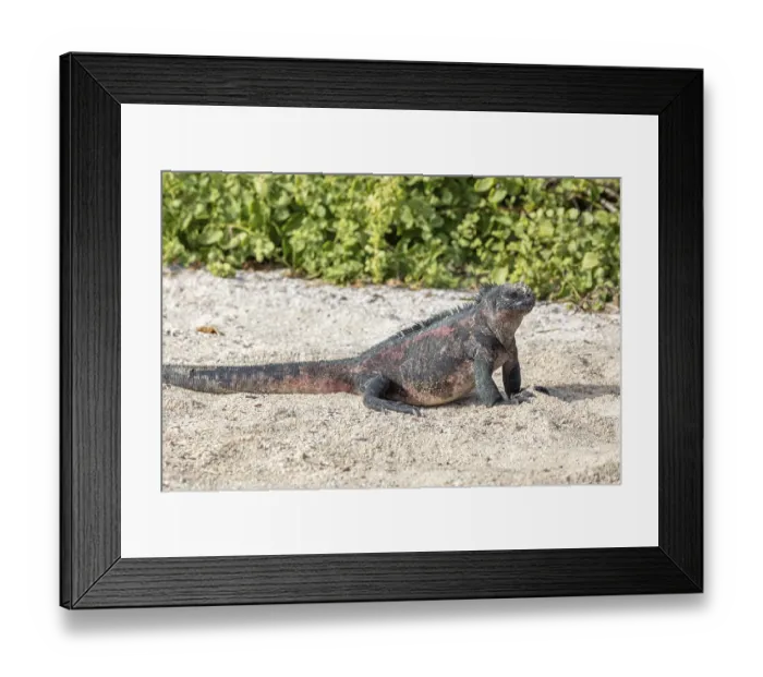 Framed Print : Marine lizard (Amblyrhynchus scalloped ribbonfish)