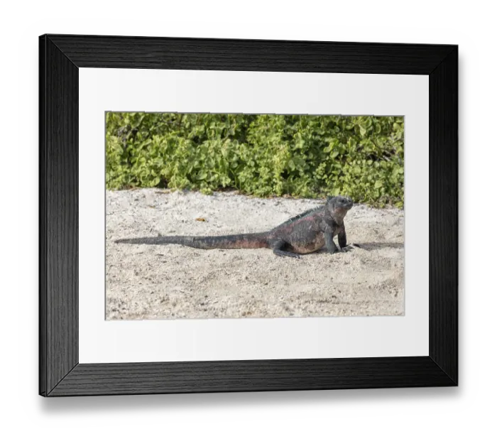 Framed Print : Marine lizard (Amblyrhynchus scalloped ribbonfish)