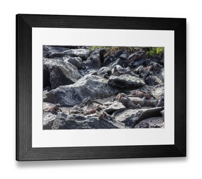 Framed Print : Marine lizard (Amblyrhynchus scalloped ribbonfish) Framed Print : Marine lizard (Amblyrhynchus scalloped ribbonfish)