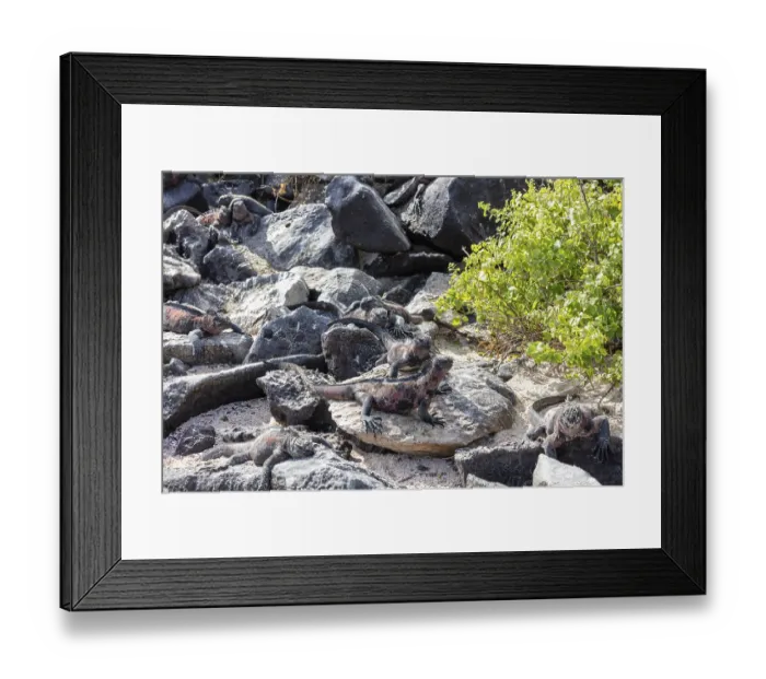 Framed Print : Marine lizard (Amblyrhynchus scalloped ribbonfish)