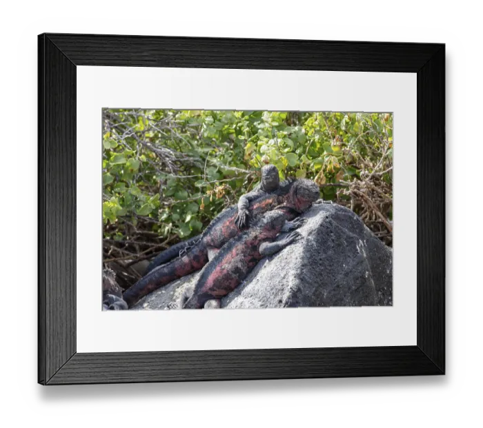 Framed Print : Marine lizard (Amblyrhynchus scalloped ribbonfish)