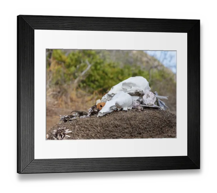 Framed Print : Galapagos, Ecuador