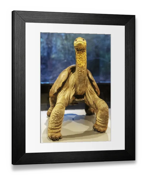 Framed Print : Giant tortoise (Chelonoidis nigra)