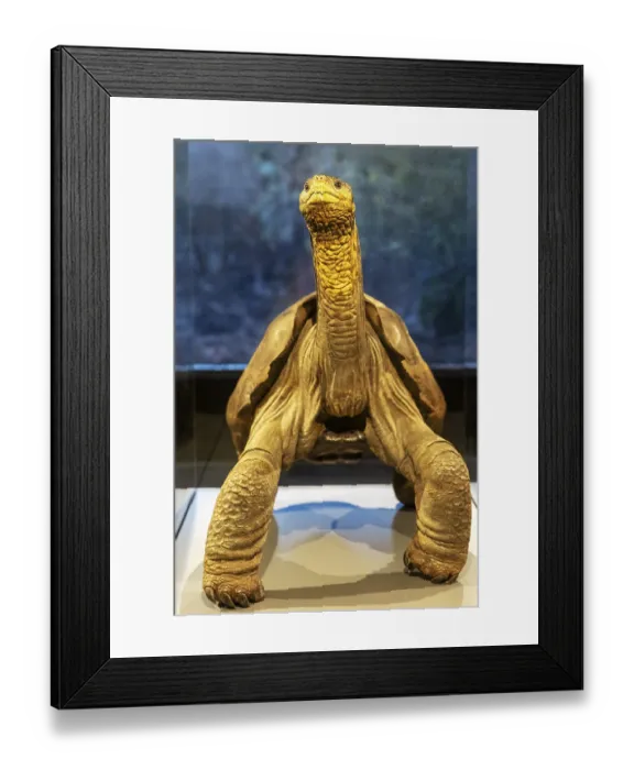 Framed Print : Giant tortoise (Chelonoidis nigra) Framed Print : Giant tortoise (Chelonoidis nigra)