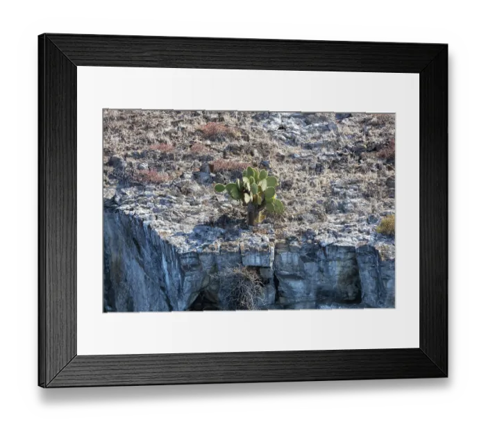 Framed Print : Opuntia leucotricha (Cactaceae) Framed Print : Opuntia leucotricha (Cactaceae)