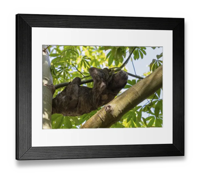 Framed Print : Brown-throated sloth (Bradypus variegatus)