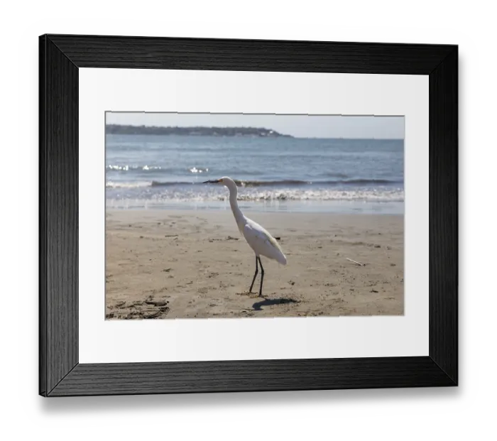 Framed Print : Little Egret (Egretta garzetta)