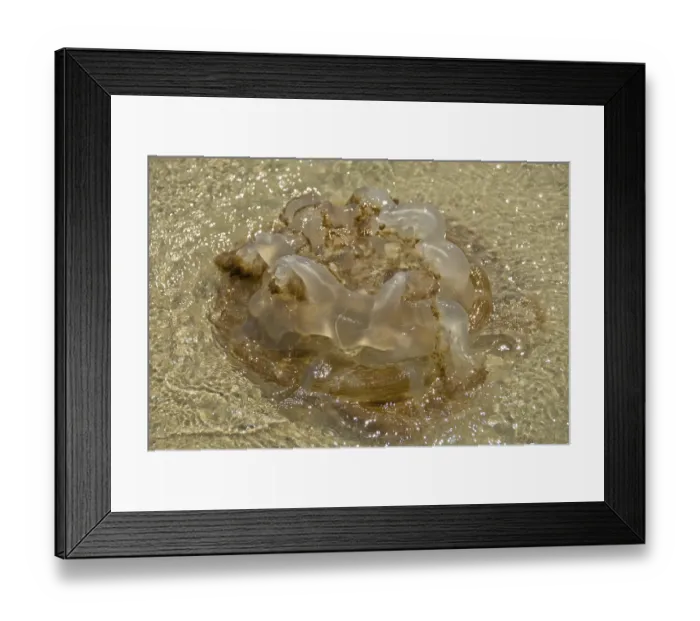 Framed Print : Jelly-fish at Hat Sai Kaeo beach Framed Print : Jelly-fish at Hat Sai Kaeo beach