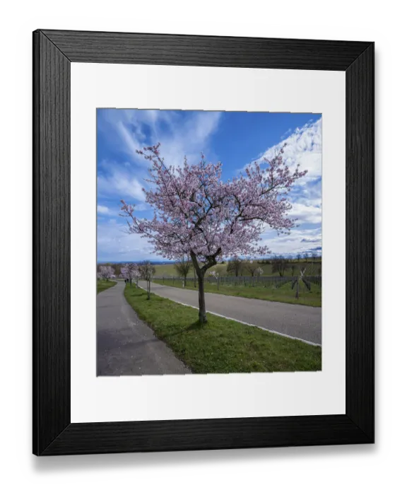 Framed Print : Almond blossom (Prunus dulcis) Framed Print : Almond blossom (Prunus dulcis)