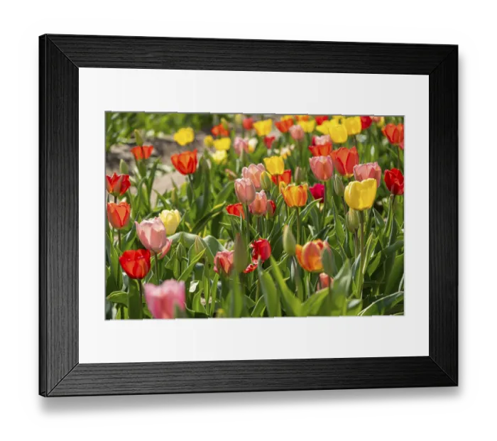 Framed Print : Tulips (Tulipa) in a tulip field Framed Print : Tulips (Tulipa) in a tulip field