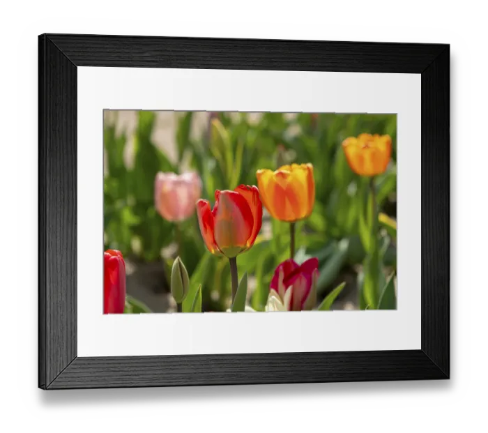 Framed Print : Tulips (Tulipa) in a tulip field