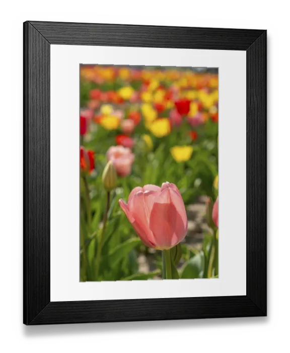 Framed Print : Tulips (Tulipa) in a tulip field Framed Print : Tulips (Tulipa) in a tulip field