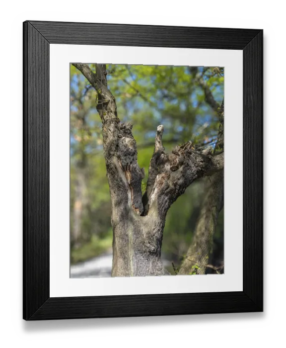 Framed Print : Fork in the trunk of a gnarled tree in the Riddagshauser Teiche nature reserve