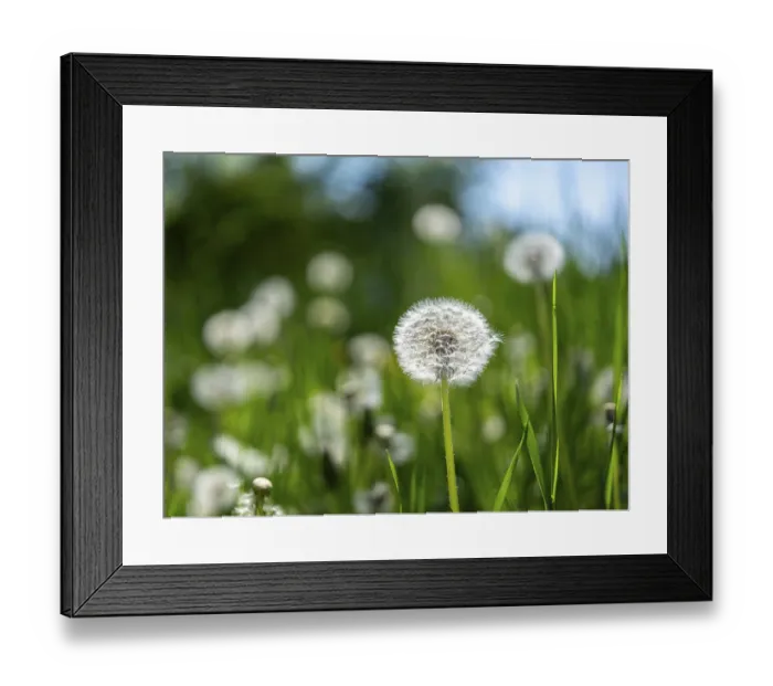 Framed Print : Dandelion (Taraxacum), dandelions