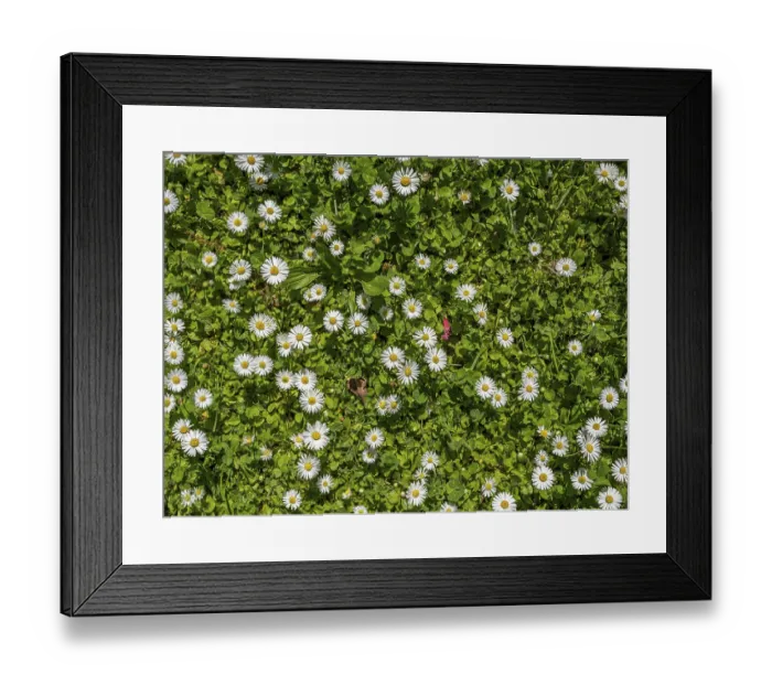 Framed Print : Meadow with daisies, daisy (Bellis perennis)